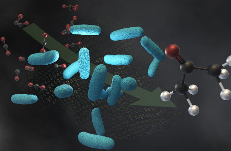 a close-up of several bacteria