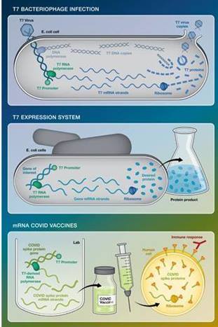 A simplified comparison of the T7 bacteriophage infection of E. coli (top) with the T7 expression system developed at Brookhaven Lab in the 1980s (middle) and the use of T7 genetic elements to make today's mRNA COVID-19 vaccines (bottom).