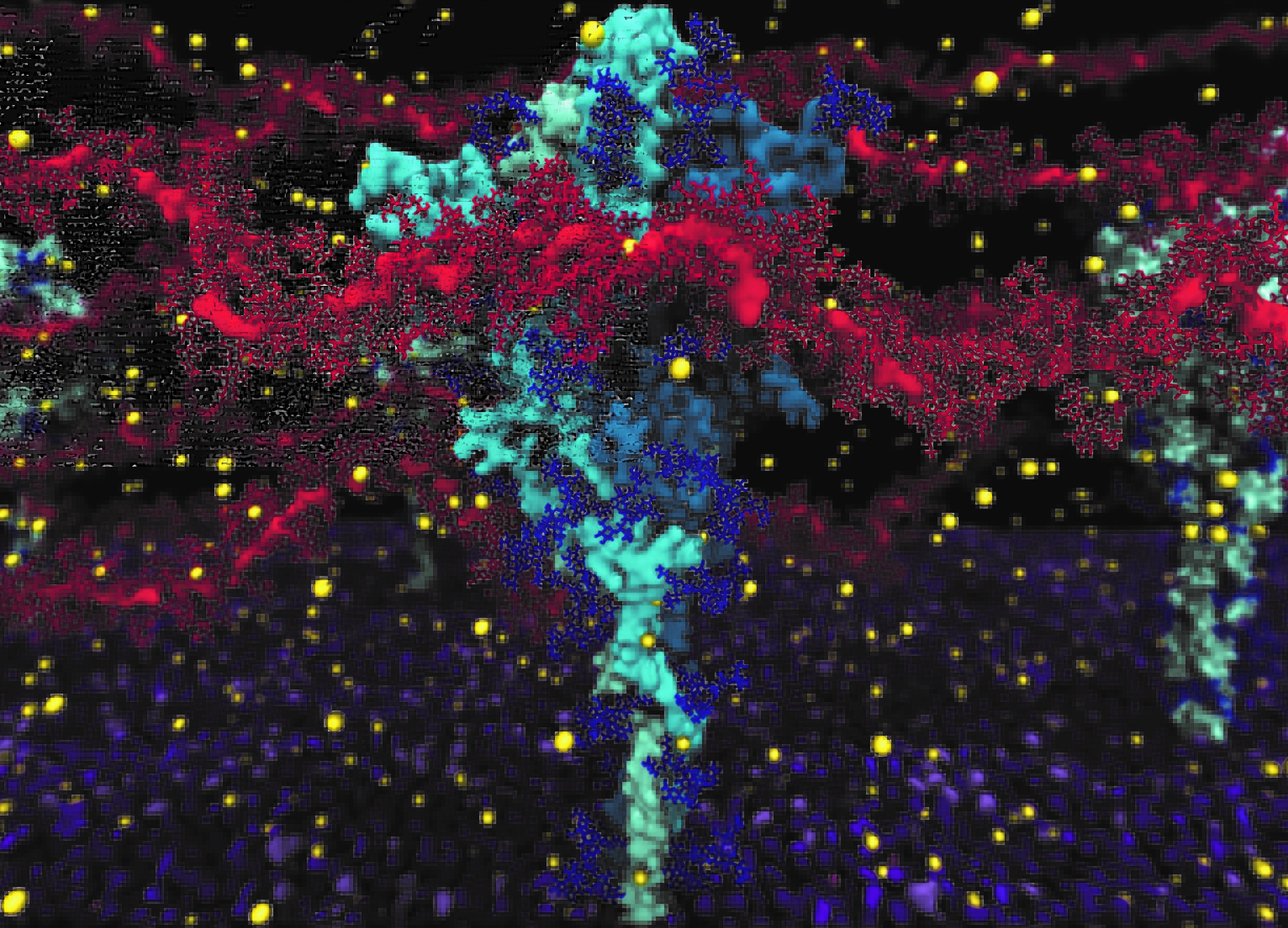 Visualization of the virus’ spike protein (cyan) surrounded by mucus molecules (red) and calcium ions (yellow).