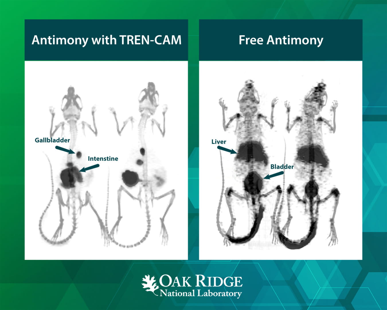 Images showing mice injected with radioactive antimony. Left panel with TREN-CAM shows how the radioactive antimony will be active longer in the treatment areas. The right panel shows that the antimony without TREN-CAM doesn’t stay in the desired areas.