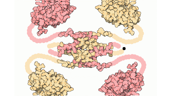 p53 tumor suppressor 