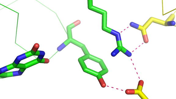 This model of the highly effective form of the bioremediation enzyme ChrR shows the intermolecular interactions and unique multi-atom hydrogen bonds (dotted lines) that may be the key to understanding the enzyme's efficacy in reducing the toxicity of some dangerous pollutants.