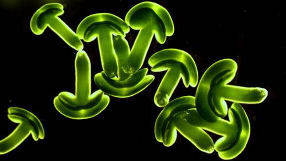 Image of developing embryos after being exised from a growing rapeseed plant.