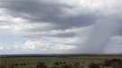 Rain clouds with visible area of downpour in the distance over a green field with shrubs in eastern New Mexico.
