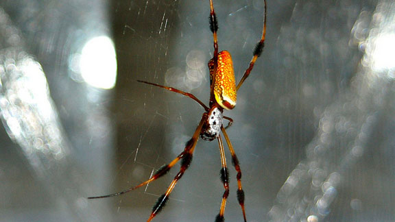 A Nephila clavipes female spider in the center of her web. The radial strands and scaffolding of her web is composed of major and minor ampullate spider silk fibers. Commonly referred to as dragline silk, this substance was imaged at the nanoscale at Argonne’s Advanced Photon Source. Image by Jeff Yarger.