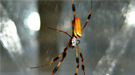 A Nephila clavipes female spider in the center of her web. The radial strands and scaffolding of her web is composed of major and minor ampullate spider silk fibers. Commonly referred to as dragline silk, this substance was imaged at the nanoscale at Argonne’s Advanced Photon Source. Image by Jeff Yarger.