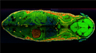 This overlay of mass spectrometry images shows the spatial distribution of three different kind of lipids across a whole mouse cross-section.