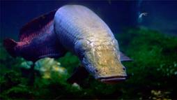 Arapaima gigas is an air-breathing fresh water fish in the Amazon Basin that swims with impunity through piranha-infested waters.