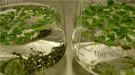 jgi-duckweed-022014-thumb.jpg