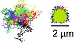 This graphic illustrates how the ABEL Trap can corral individual particles of tobacco mosaic virus. The graphic on the left shows the trajectories of 13 particles that are similar to the trajectories the particles would have followed if they had not been trapped.