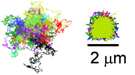 This graphic illustrates how the ABEL Trap can corral individual particles of tobacco mosaic virus. The graphic on the left shows the trajectories of 13 particles that are similar to the trajectories the particles would have followed if they had not been trapped. 