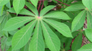 Healthy cassava plant.