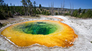 Bacteria and Archaea from extreme environments like the ones that produce the yellow color in Yellowstone's Morning Glory Pool have reshaped our understanding of the tree of life.