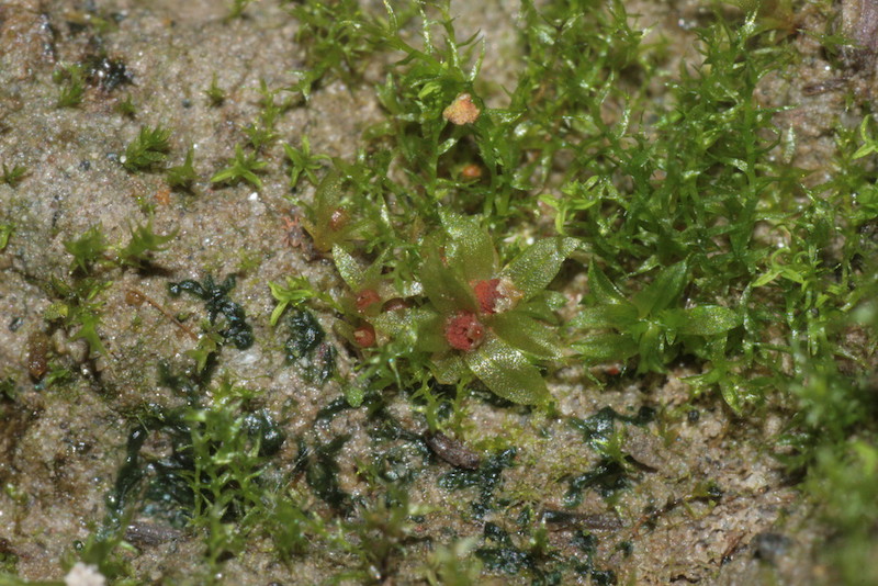 Close up on moss