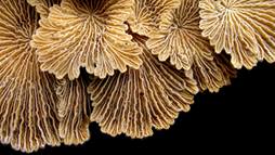 The evolution of white rot fungi most likely played a large role in trees beginning to decay about 300 million years ago. The “turkey tails” fungus Trametes versicolor is one modern example of a white rot fungus.