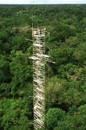 To collect data on volatile organic compounds and secondary organic aerosols in the atmosphere, the GoAmazon team collected data from the top of the Eddy Flux Tower.