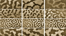 In these rows of sequenced images, produced using X-ray-based techniques, the first column shows the demagnetized state of a multilayer material containing gadolinium and cobalt; the second column shows the residual magnetism in the same samples after an external, positive magnetic field was applied and then removed; and the last column shows the samples when a negative magnetic field is applied.