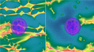 This composite of two astrophysics simulations shows a Type Ia supernova (purple disc) expanding over different microlensing magnification patterns (colored fields).