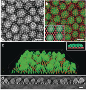 TEM images of a self‐assembled nanocrystal‐MOF superstructure. Berkeley Lab researchers discovered that iron-oxide nanocrystals and MOFs self-assemble into a ‘sesame-seed ball’ configuration. (Credit: Jeff Urban et al./Berkeley Lab