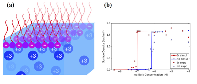 Schematic of system studied; positively charged lanthanide ions (blue circles) dissolve in the water, while the negatively charged surfactant molecules (purple) float on the water surface. (b) Data showing how density of ions at the surfactant surface jumps as the concentration of ions in the bulk water increases (Er=erbium, a heavier lanthanide, Nd=neodymium, a lighter lanthanide). The lines thru data are predictions from computer simulations. From M. Miller et al., Phys. Rev. Lett. 122, 058001 (2019).