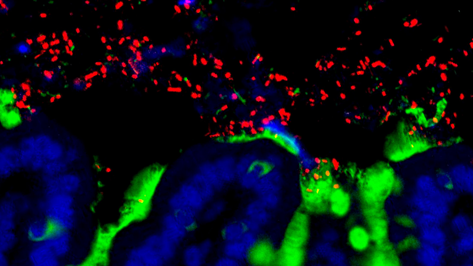 Commensal bacteria (red) reside amongst the mucus (green) and epithelial cells (blue) of a mouse small intestine. (Image courtesy of UChicago.)