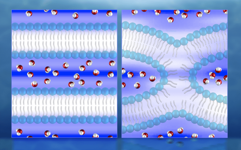 Illustration of neutron diffraction data showing water distribution (red and white molecules) near lipid bilayers prior to fusion (left) and during fusion. 