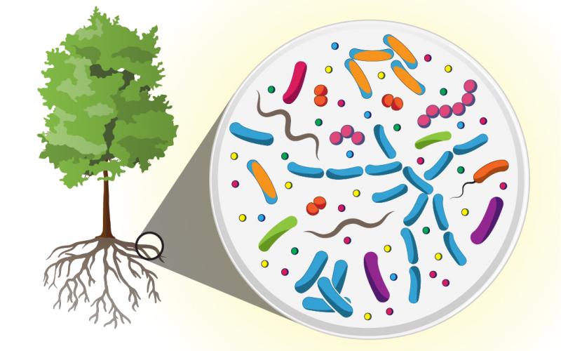Researchers with the Department of Energy’s Oak Ridge National Laboratory have discovered that communities of microbes living in and around poplar tree roots are ten times more diverse than the human microbiome