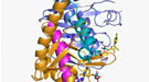 X-ray crystal structures reveal never-before-seen details of where Mre11 interfaces with Rad50