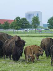 Fermi National Accelerator Laboratory in the background, bison and their calfs in the foreground