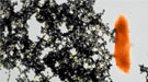 Colorized TEM (Transmission Electron Microscopy) micrograph of a cell of Geobacter sulfurreducens (orange) with its pili (yellow) stretching out like arms and immobilizing the uranium (black precipitate).