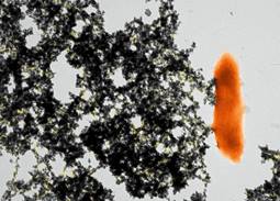 Colorized TEM (Transmission Electron Microscopy) micrograph of a cell of Geobacter sulfurreducens (orange) with its pili (yellow) stretching out like arms and immobilizing the uranium (black precipitate).