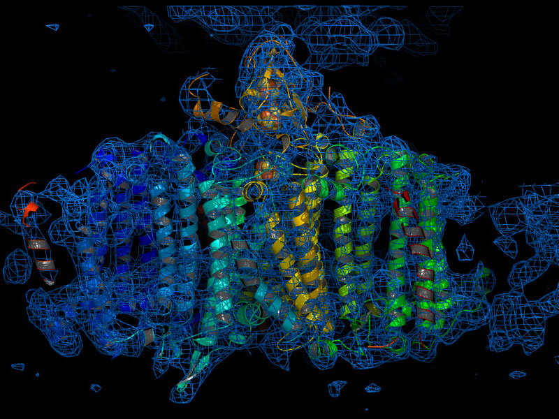 A reconstructed image of the Photosystem I complex.