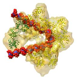 The DNA replication origin recognition complex (ORC) is a six-protein machine with a slightly twisted half-ring structure 