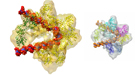 The DNA replication origin recognition complex (ORC) is a six-protein machine with a slightly twisted half-ring structure. Also figured is The Origin DNA Binding Model Based on Cryo-EM 3D Map of ORC-Cdc6-DNA