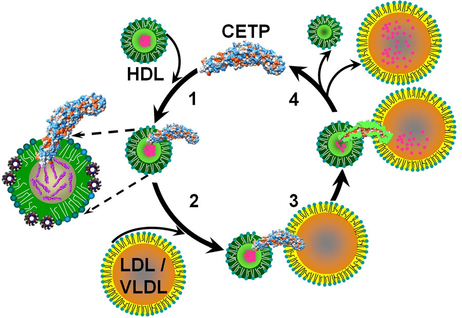 Illustration of the movement of cholesterol from the HDL, showing a series of circles and arrows pointing counter-clockwise