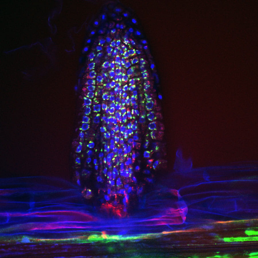 A fluorescent micrograph capturing the presence of bacteria (shown in green) on the surface of an emerging Arabidopsis lateral root (plant nuclei shown in blue).