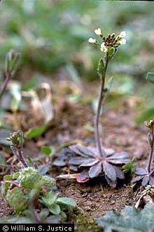 Arabidopsis thaliana (L.) Heynh. 