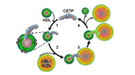 (1) CETP penetrates HDL to its cholesterol core. (2) Upon interaction with LDL/VLDL, molecular forces cause the formation of pores at either end of CETP. (3) These pores connect with CETP’s central cavities to form a tunnel for the transfer of cholesterol to LDL/VLDL, which (4) reduces HDL in size.