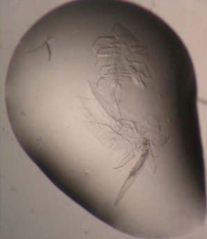 Crystals growing in a drop of liquid protein 