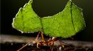 Known for carrying green leaves as they march through tropical forests, leafcutter ants also cultivate underground gardens of fungi and bacteria.
