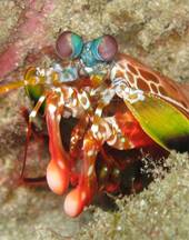 A mantis shrimp shows off its fist-like clubs, which can accelerate underwater faster than a 22-caliber bullet. Photo credit: Silke Baron.