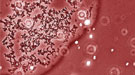Microscopic depiction of E. coli