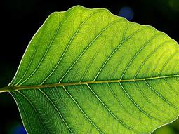 Quantum effects in photosynthesis