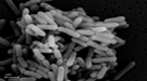 The bacterium Caldicellulosiruptor bescii, named for the DOE BioEnergy Science Center (BESC).