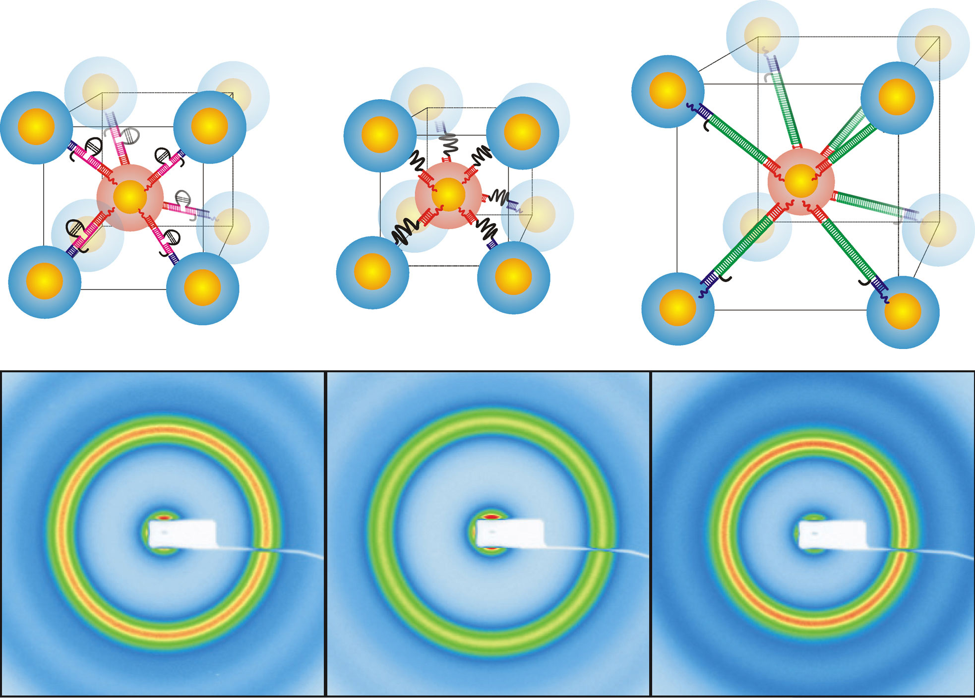 Photoluminescence enhancement is demonstrated at the single molecule level for two-particle systems composed of a quantum dot (Qdot) and gold nanoparticle (AuNP) linked by double stranded DNA (dsDNA) when optically excited with wavelengths within the surface plasmon resonance range of the gold nanoparticle.