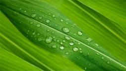 Using genomics, Brookhaven researchers found a means to significantly increase oils in plant leaves—which could greatly enhance the energy content of plants as biofuel feedstocks.