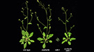 chapple-lignin-043014-thumb.jpg