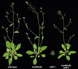 Photo shows wild type Arabidopsis, a plant with just the two Mediator mutations, a dwarf mutant with reduced lignin production, and a mutant with all three mutations, restored to wild-type size.