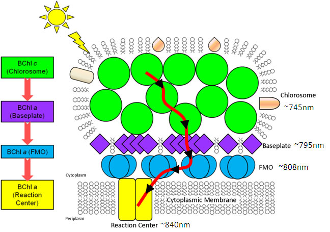 Schematic structural model of green bacterial chlorosome showing pathway of energy transfer. 