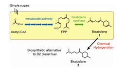 Schematic showing chemical pathway for synthesis of bisabolane from glucose.